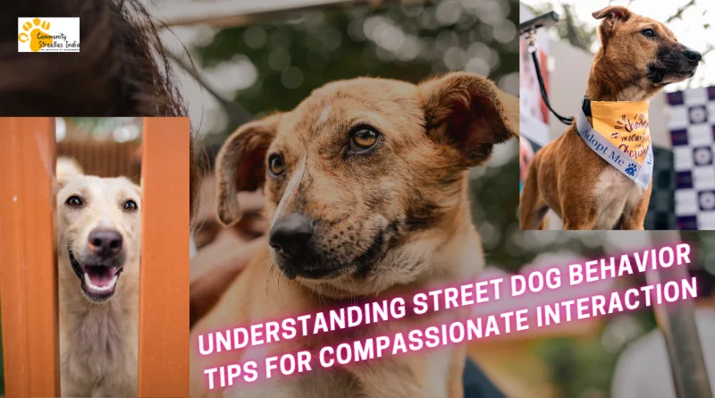 Understanding Street Dog Behavior: Tips for Compassionate Interaction